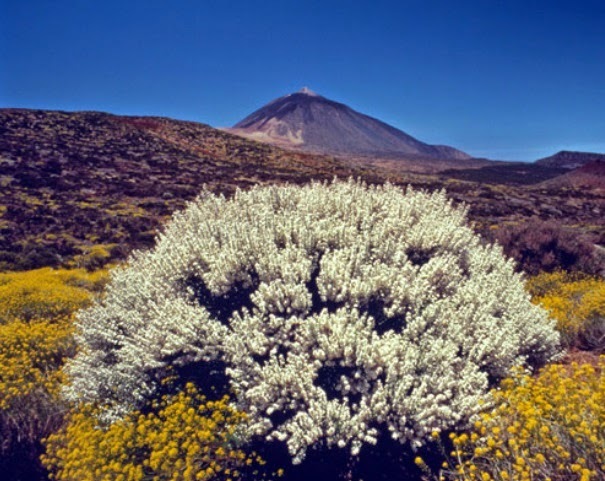 El programa de observaciones fenológicas en el Observatorio de Izaña (Tenerife)